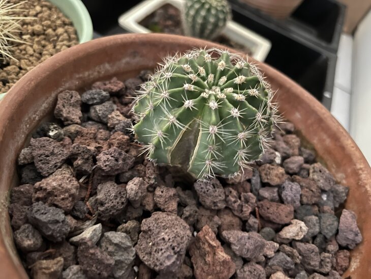 Echinopsis qui a trop bu ! mais qui cicatrise...