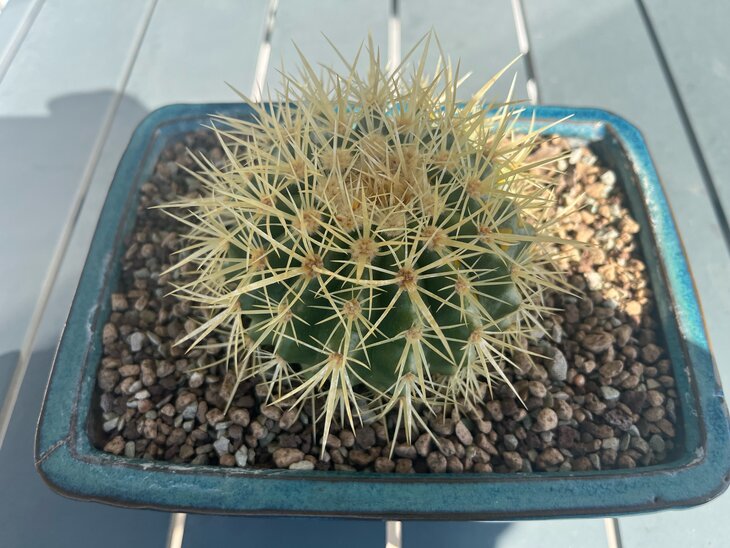 Echinocactus grusonii 03/10/2025 - semis 2018 -