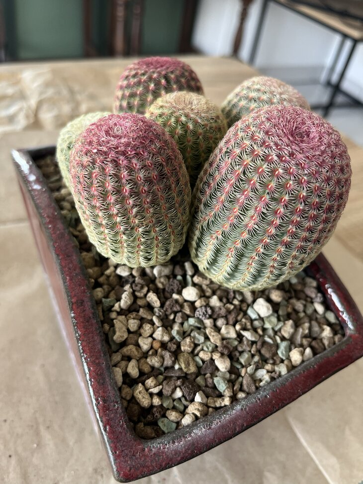 Echinocerus-Rugispinus