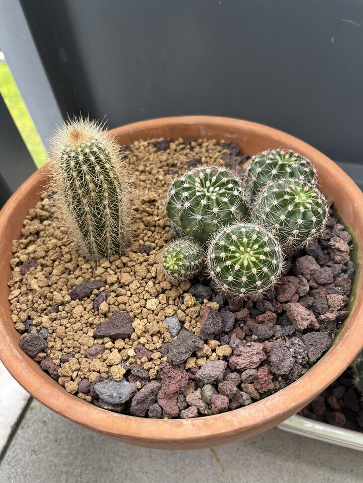 à droite : Echinopsis - à gauche : Cleistocactus strausii