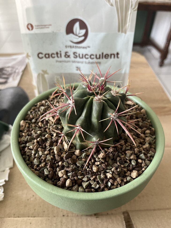 Ferocactus pilosus