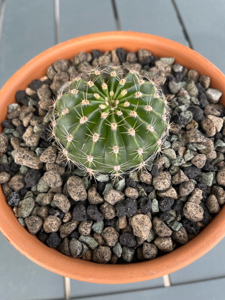 ← Echinopsis empoté 10/03/26
