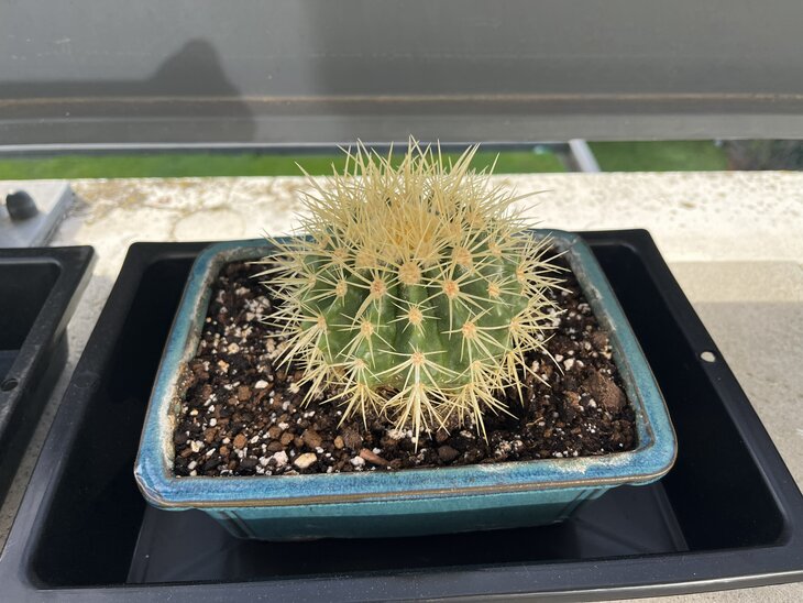 Echinocactus-grusonii Echinocactus-grusonii